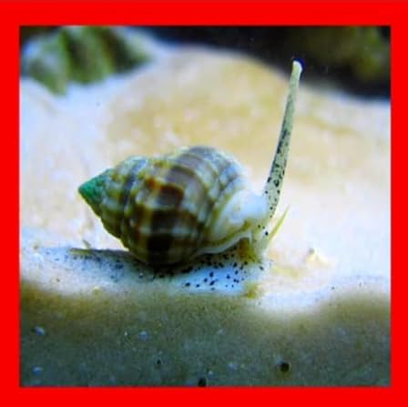 x10 Live Saltwater Nassarius Vibex Aquarium Coral Snails Algae Cleaner Feeders
