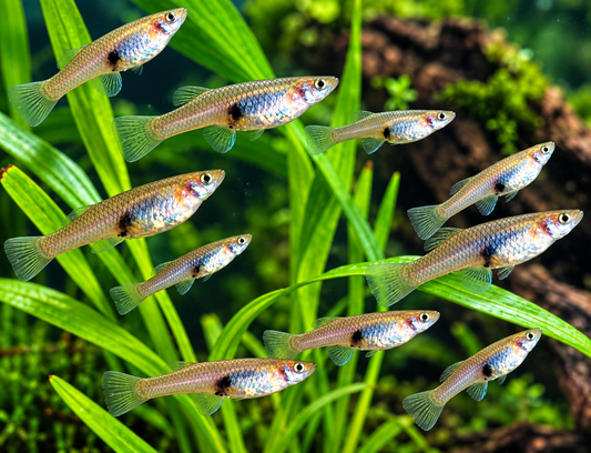 100 live Mosquitofish Gambusia for ponds and freshwater aquariums