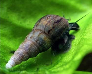 Live Mosquitofish Trumpet Snails Freshwater Aquarium Pond Green Sailfin Molly Feeders Fish Food Combo Value Pack