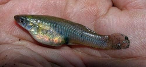 Live Mosquitofish Trumpet Snails Freshwater Aquarium Pond Green Sailfin Molly Feeders Fish Food Combo Value Pack
