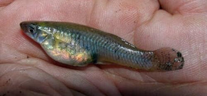 Live Mosquitofish Trumpet Snails Freshwater Aquarium Pond Green Sailfin Molly Feeders Fish Food Combo Value Pack