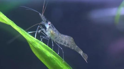 10+ Live Florida Freshwater Premium Ghost Glass Grass Shrimp Aquarium Pond Tank Fish Food Pets
