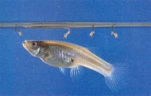 Live Mosquito Fish - Mosquito Larvae Pond Control