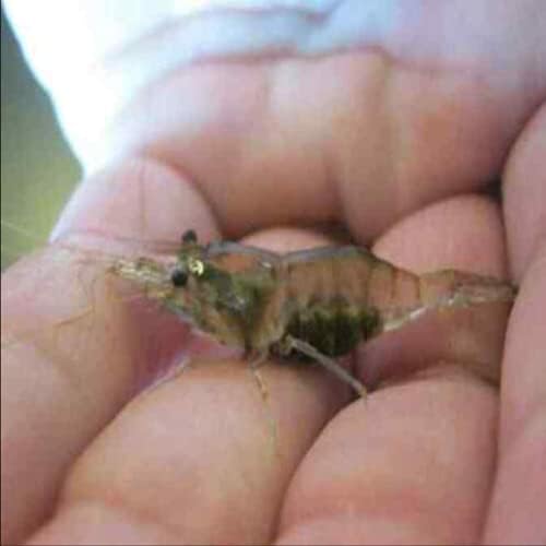 Live Ghost Shrimp 100 Count Bulk Pack for Ponds, Breeders & Large Aquariums Healthy & Hardy