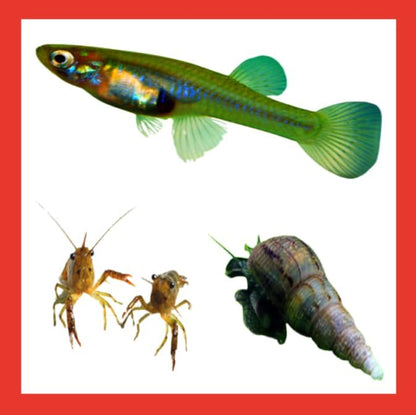 Live Mosquitofish Trumpet Snails Freshwater Aquarium Pond Crayfish Craydad Feeders Fish Food Combo Value Pack
