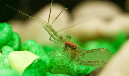Live Freshwater Ghost Shrimp & Small Crayfish Combo Feeder Shrimp, Live Crawfish, Aquarium Algae Cleaners for Fish Tanks, Aquariums & Pond Stocking