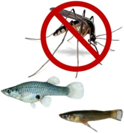 110 Live Mosquitofish Gambusia – Freshwater Aquarium and Pond Fish