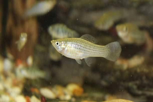 Live Mosquitofish Trumpet Snails Freshwater Aquarium Pond Green Sailfin Molly Feeders Fish Food Combo Value Pack