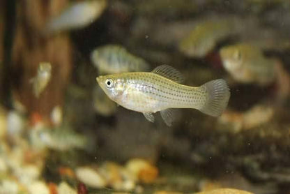 Live Mosquitofish Trumpet Snails Freshwater Aquarium Pond Green Sailfin Molly Feeders Fish Food Combo Value Pack