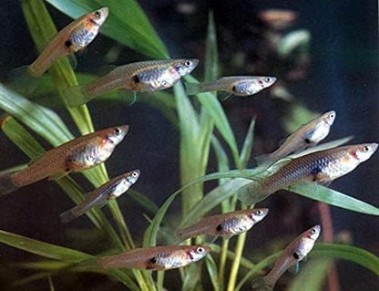 Live Mosquitofish Trumpet Snails Freshwater Aquarium Pond Green Sailfin Molly Feeders Fish Food Combo Value Pack
