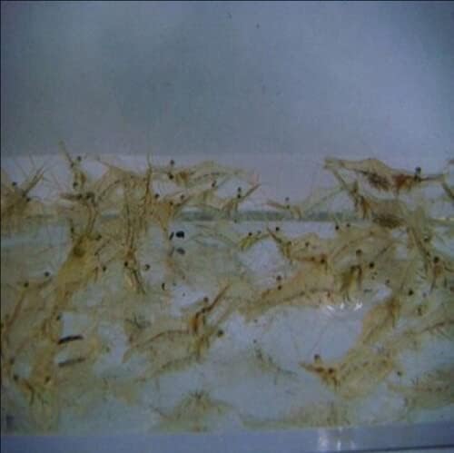 Live Ghost Shrimp 100 Count Bulk Pack for Ponds, Breeders & Large Aquariums Healthy & Hardy