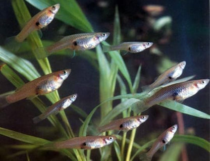 Live Freshwater Ghost Shrimp & Mosquitofish Combo Feeder Shrimp, Live Mosquito Fish for Pond Stocking, Aquarium Cleaners for Fish Tanks & Outdoor Ponds