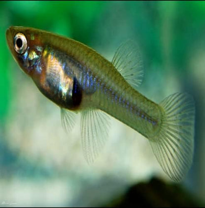 Live Mosquitofish Trumpet Snails Freshwater Aquarium Pond Ghost Glass Shrimp Feeders Fish Food Combo Value Pack