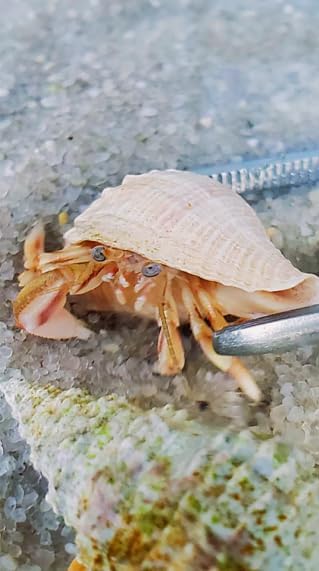 5 Live Small Marine White-Legged Hermit Crabs – Reef Safe Algae Eaters & Cleanup Crew for Saltwater Aquariums Natural Scavengers for Nano, Reef, and Fish Tanks