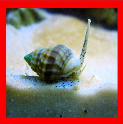 x25 Live Saltwater Nassarius Vibex Aquarium Coral Snails Algae Cleaner Feeders