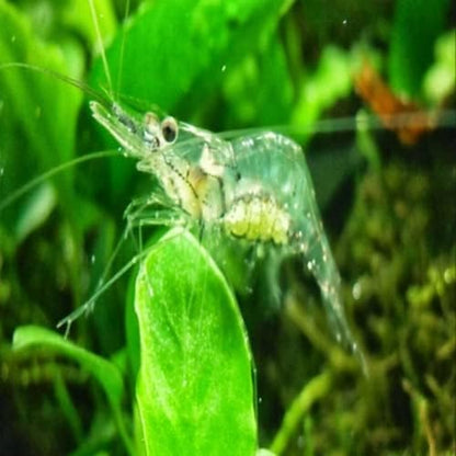 Live Ghost Shrimp 100 Count Bulk Pack for Ponds, Breeders & Large Aquariums Healthy & Hardy