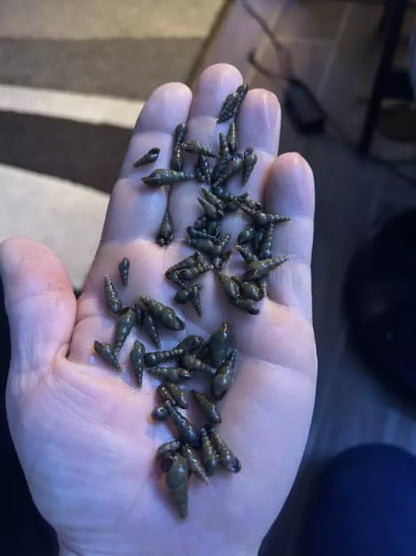 100+ Live Malaysian Trumpet Snails Algae Eaters Tank Cleaners for Aquariums Ponds Puffer Fish Food Hardy Low Maintenance Feeder Pet Snails