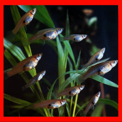110 Live Mosquitofish Gambusia – Freshwater Aquarium and Pond Fish