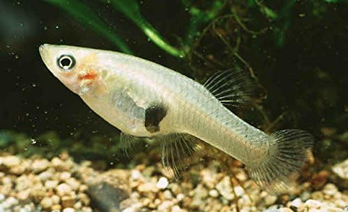 Live Mosquito Fish - Mosquito Larvae Pond Control