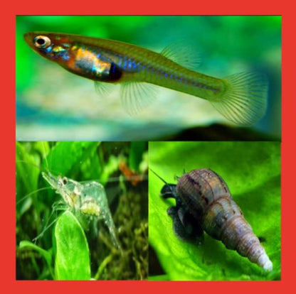 Live Mosquitofish Trumpet Snails Freshwater Aquarium Pond Ghost Glass Shrimp Feeders Fish Food Combo Value Pack