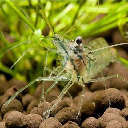 Live Ghost Shrimp 100 Count Bulk Pack for Ponds, Breeders & Large Aquariums Healthy & Hardy