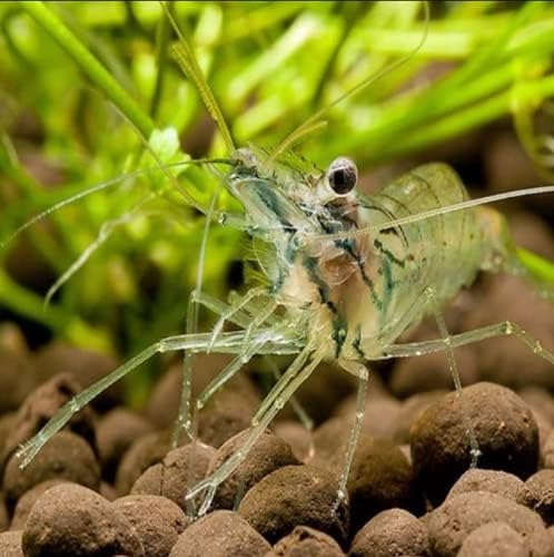 Live Mosquitofish Trumpet Snails Freshwater Aquarium Pond Ghost Glass Shrimp Feeders Fish Food Combo Value Pack