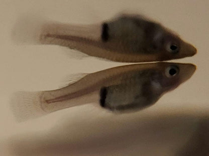 30 Live Mosquito Fish, Pond Fish