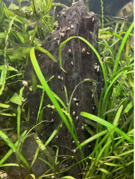 50+ Premium Florida Live Malaysian Trumpet Snails Algae Eaters Tank Cleaners for Aquariums, Ponds, Puffer Fish Food Hardy Low Maintenance Feeder Pet Snails