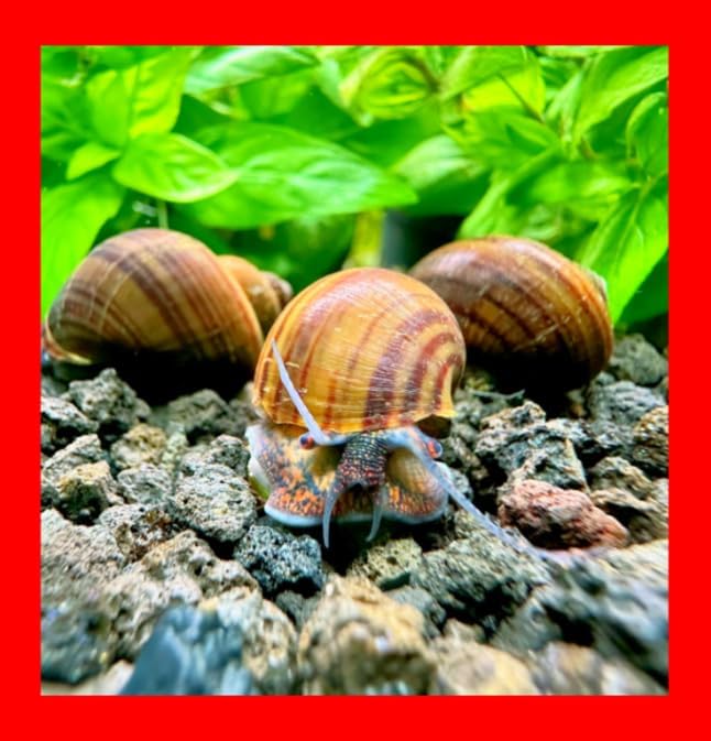 Blackfoot Mystery Feeder Apple Snails - 12+ Live Freshwater Algae Eaters & Tank Cleaners for Aquarium, Puffers, Loaches, and Community Tanks