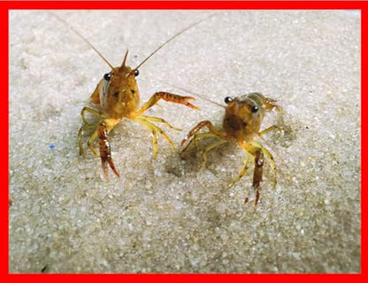 x2 Live Florida Crawfish Crayfish Mudbugs Aquarium Pond Freshwater Feeders Fish Food