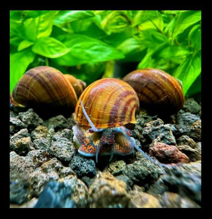 Blackfoot Mystery Feeder Apple Snails - x6 Live Freshwater Algae Eaters & Tank Cleaners for Aquarium, Puffers, Loaches, and Community Tanks