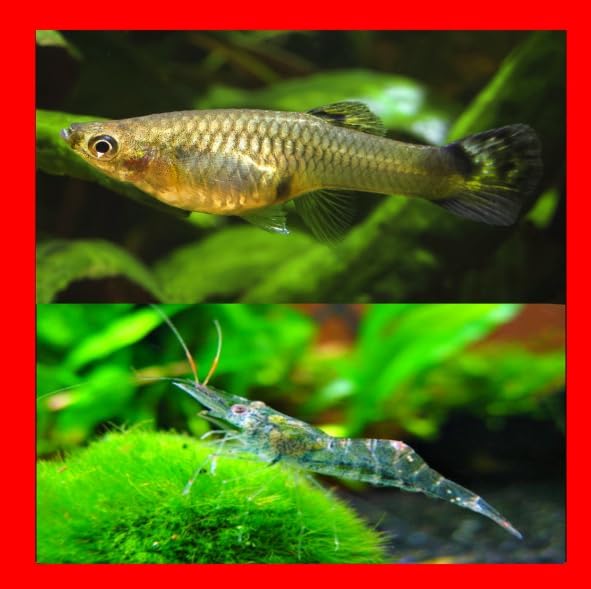 Live Freshwater Ghost Shrimp & Mosquitofish Combo Feeder Shrimp, Live Mosquito Fish for Pond Stocking, Aquarium Cleaners for Fish Tanks & Outdoor Ponds