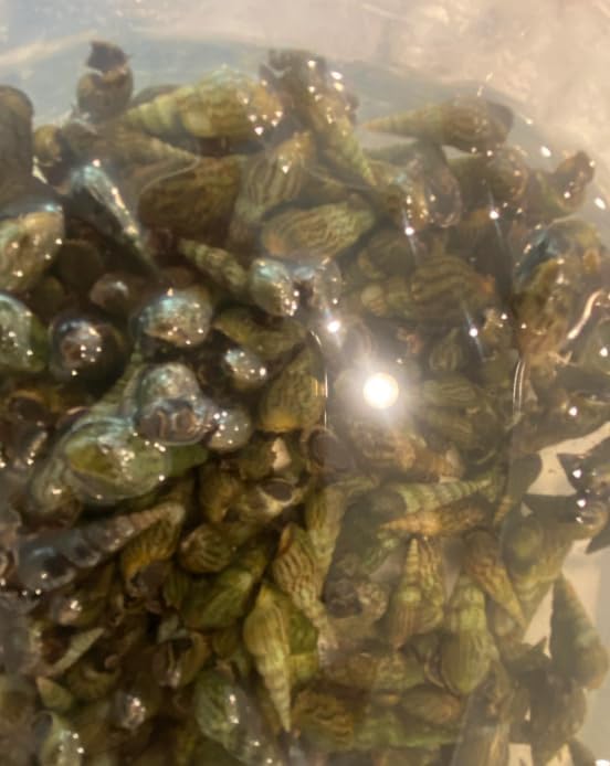 50+ Premium Florida Live Malaysian Trumpet Snails Algae Eaters Tank Cleaners for Aquariums, Ponds, Puffer Fish Food Hardy Low Maintenance Feeder Pet Snails