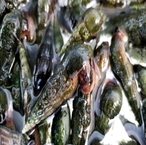Live Mosquitofish Trumpet Snails Freshwater Aquarium Pond Ghost Glass Shrimp Feeders Fish Food Combo Value Pack
