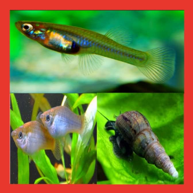Live Mosquitofish Trumpet Snails Freshwater Aquarium Pond Green Sailfin Molly Feeders Fish Food Combo Value Pack