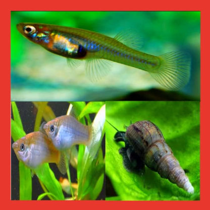 Live Mosquitofish Trumpet Snails Freshwater Aquarium Pond Green Sailfin Molly Feeders Fish Food Combo Value Pack