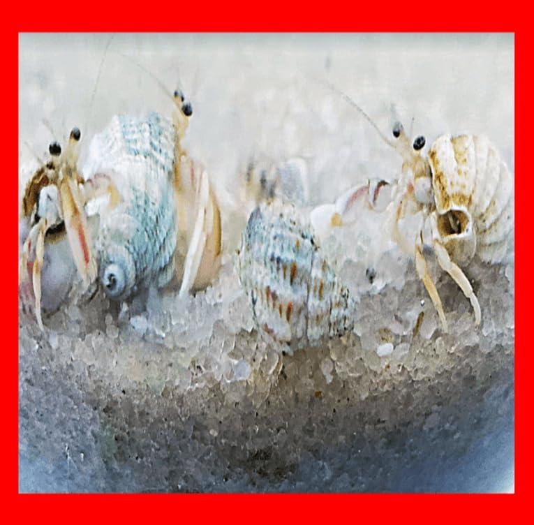 20+ Live Small Marine White-Legged Hermit Crabs Reef Safe Algae Eaters Cleanup Crew for Saltwater Aquariums Natural Scavengers for Nano Reef and Fish Tanks