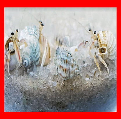 5 Live Small Marine White-Legged Hermit Crabs – Reef Safe Algae Eaters & Cleanup Crew for Saltwater Aquariums Natural Scavengers for Nano, Reef, and Fish Tanks