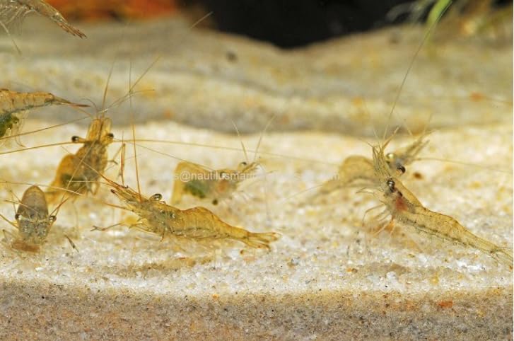 50 Live Ghost Shrimp – Only Seller on Amazon – Bulk Freshwater Aquarium Cleaners – Healthy & Hardy – Great for Large Tanks