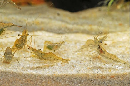 50 Live Ghost Shrimp – Only Seller on Amazon – Bulk Freshwater Aquarium Cleaners – Healthy & Hardy – Great for Large Tanks