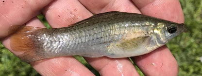 Live Mosquitofish Trumpet Snails Freshwater Aquarium Pond Green Sailfin Molly Feeders Fish Food Combo Value Pack