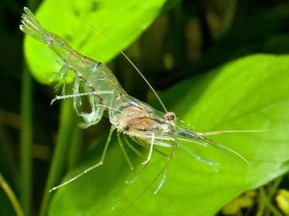 Live Freshwater Ghost Shrimp & Small Crayfish Combo Feeder Shrimp, Live Crawfish, Aquarium Algae Cleaners for Fish Tanks, Aquariums & Pond Stocking