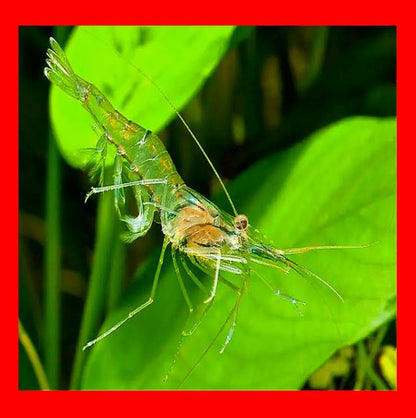 50 Live Ghost Shrimp – Only Seller on Amazon – Bulk Freshwater Aquarium Cleaners – Healthy & Hardy – Great for Large Tanks