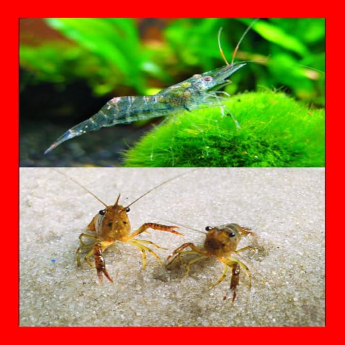 Live Freshwater Ghost Shrimp & Small Crayfish Combo Feeder Shrimp, Live Crawfish, Aquarium Algae Cleaners for Fish Tanks, Aquariums & Pond Stocking