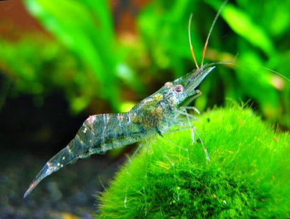 25 Live Ghost Shrimp – Only Seller on Amazon – Freshwater Algae Eaters & Tank Cleaners – Hardy & Healthy Starter Pack