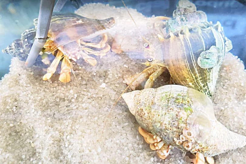 5 Live Small Marine White-Legged Hermit Crabs – Reef Safe Algae Eaters & Cleanup Crew for Saltwater Aquariums Natural Scavengers for Nano, Reef, and Fish Tanks