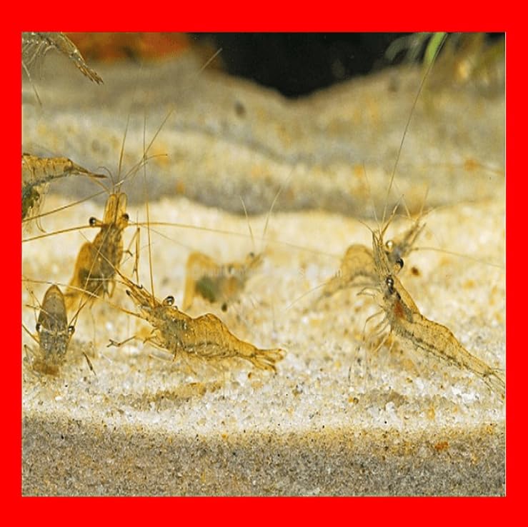 10+ Live Florida Freshwater Premium Ghost Glass Grass Shrimp Aquarium Pond Tank Fish Food Pets