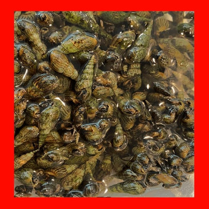 100+ Live Malaysian Trumpet Snails Algae Eaters Tank Cleaners for Aquariums Ponds Puffer Fish Food Hardy Low Maintenance Feeder Pet Snails