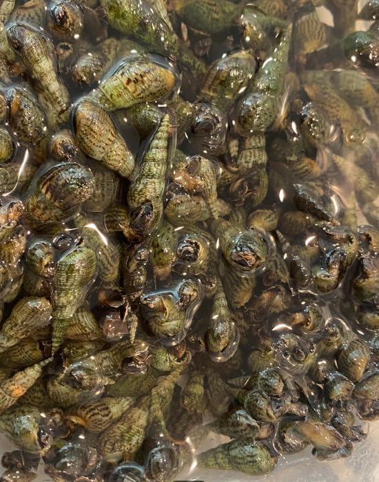 50+ Premium Florida Live Malaysian Trumpet Snails Algae Eaters Tank Cleaners for Aquariums, Ponds, Puffer Fish Food Hardy Low Maintenance Feeder Pet Snails