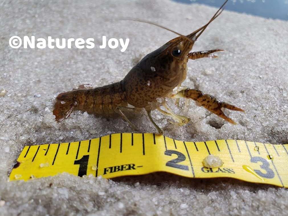 x2 Live Florida Crawfish Crayfish Mudbugs Aquarium Pond Freshwater Feeders Fish Food